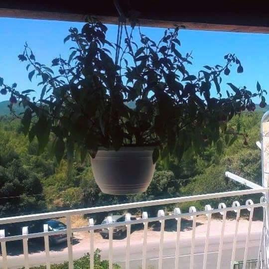 Apartments Lucija Solaris Szybenik Zewnętrze zdjęcie